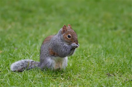 simsearch:400-07675760,k - Grey Squirrel eating on a lawn of green grass. Stock Photo - Budget Royalty-Free & Subscription, Code: 400-06365708