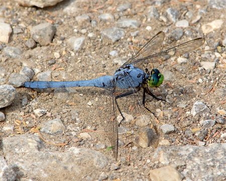 Male/Mature Eastern (Common) Pondhawk (Erythemis simplicicollis), perched on the ground next to a wetland near San Antonio (Bexar County), Texas Stock Photo - Budget Royalty-Free & Subscription, Code: 400-06365718
