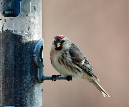 semilla (para pájaro) - Redpoll feeding from a garden bird feeder Foto de stock - Super Valor sin royalties y Suscripción, Código: 400-06365712