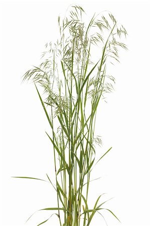 tuft grass Bromus tectorum on white background Stock Photo - Budget Royalty-Free & Subscription, Code: 400-06365807
