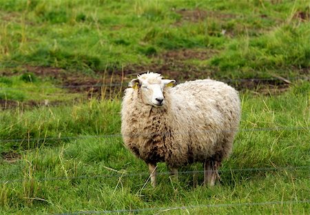 simsearch:400-04513431,k - Sheep grazing in the green grass Stock Photo - Budget Royalty-Free & Subscription, Code: 400-06365970