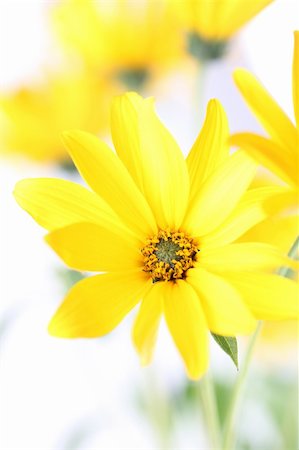 Close-up of topinamburs isolated on white background. Shallow dof Stock Photo - Budget Royalty-Free & Subscription, Code: 400-06366174