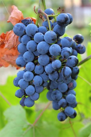 simsearch:400-05183598,k - cluster of red grapes in a vineyard Stock Photo - Budget Royalty-Free & Subscription, Code: 400-06366576