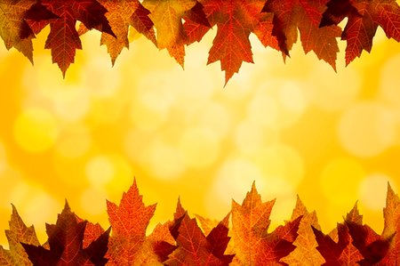 simsearch:400-06391236,k - Fall Color Maple Tree Leaves on Blurred Sunlight Background Border Top and Bottom Fotografie stock - Microstock e Abbonamento, Codice: 400-06366795