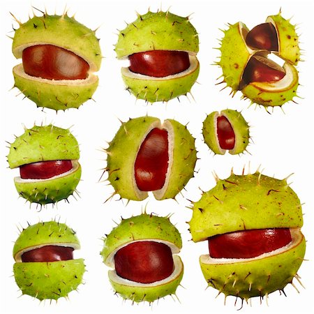 Detail of the various isolated chestnuts - buckeyes Stock Photo - Budget Royalty-Free & Subscription, Code: 400-06366981