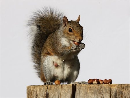 Portrait of a Grey Squirrel eating hazelnuts on a log Photographie de stock - Aubaine LD & Abonnement, Code: 400-06367006