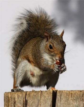 Portrait of a Grey Squirrel eating hazelnuts on a log Photographie de stock - Aubaine LD & Abonnement, Code: 400-06367002