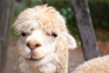 close up of  alpaca  face Photographie de stock - Aubaine LD & Abonnement, Code: 400-06367726