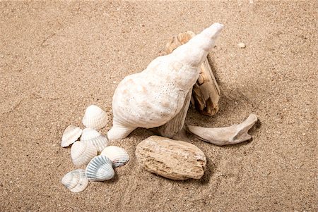 Conch shell, sea shell and wood on the sand Stock Photo - Budget Royalty-Free & Subscription, Code: 400-06360109
