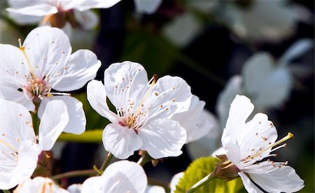 simsearch:400-04164219,k - White cherry blossom flowering in early spring Stock Photo - Budget Royalty-Free & Subscription, Code: 400-06360116