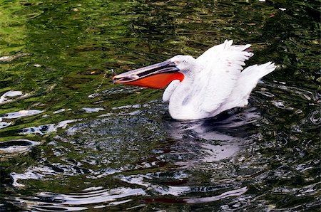 pélican - Dalmatian pelican chases the fish in water Stock Photo - Budget Royalty-Free & Subscription, Code: 400-06360118