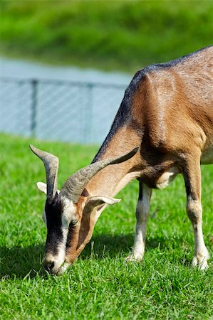 goat with green background Photographie de stock - Aubaine LD & Abonnement, Code: 400-06360123