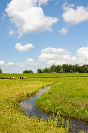 simsearch:400-07676838,k - Dutch cows in the meadow Stock Photo - Budget Royalty-Free & Subscription, Code: 400-06360294