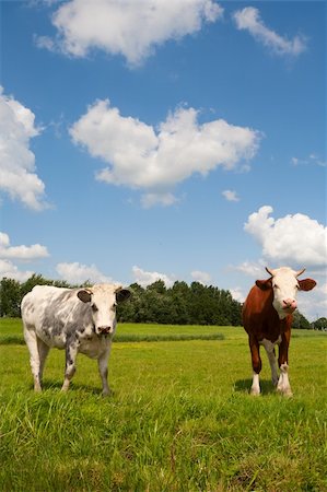 simsearch:400-07676838,k - Dutch cows in the meadow Stock Photo - Budget Royalty-Free & Subscription, Code: 400-06360296