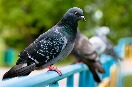 dmitryelagin (artist) - Pigeon sitting on support in park with blurry background Stock Photo - Budget Royalty-Free & Subscription, Code: 400-06360291