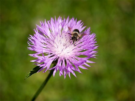 An image of a beautiful little bee on a yellow flower Photographie de stock - Aubaine LD & Abonnement, Code: 400-06360411