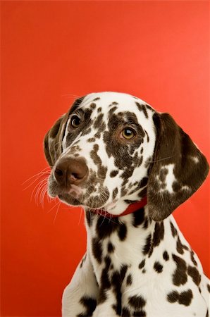 dog with ears - Dalmatian Puppy isolated on a red background Foto de stock - Super Valor sin royalties y Suscripción, Código: 400-06360435