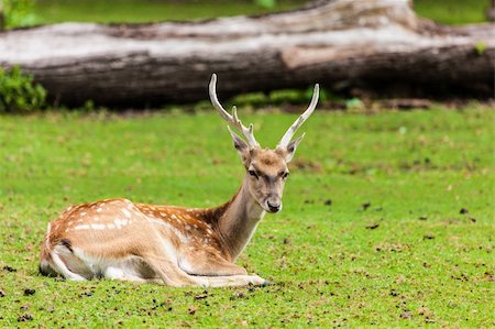 simsearch:400-08430645,k - Large whitetail buck in the woods Stock Photo - Budget Royalty-Free & Subscription, Code: 400-06360449