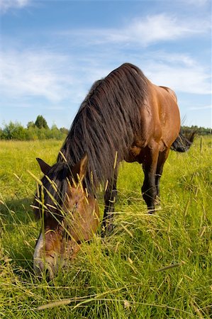 The horse is grazed on a golden meadow Stock Photo - Budget Royalty-Free & Subscription, Code: 400-06360946