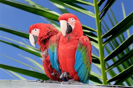 perroquet - Photo of red parrot Macaw Photographie de stock - Aubaine LD & Abonnement, Code: 400-06360977