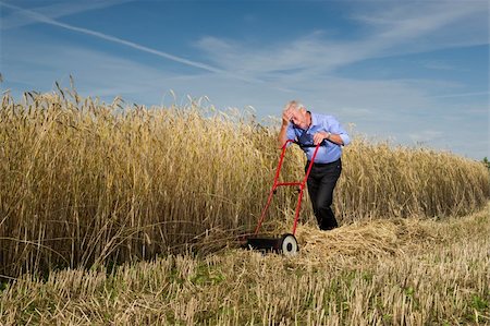 silage - An exhausted senior businessman pauses for a breather while mowing and harvesting a field of ripe golden grain with a manual push type lawnmower, conceptual of business perseverance and determination Stockbilder - Microstock & Abonnement, Bildnummer: 400-06360997