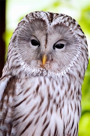 close-up on the head of the Ural Owl Stock Photo - Budget Royalty-Free & Subscription, Code: 400-06361565