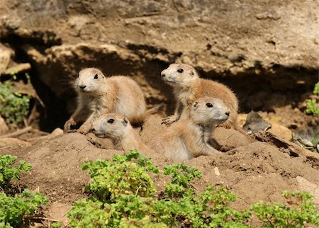 simsearch:400-04695630,k - A famly of young Black-Tailed Prarie Dogs outside their den Foto de stock - Super Valor sin royalties y Suscripción, Código: 400-06361607