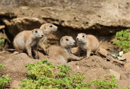 simsearch:400-04695630,k - A famly of young Black-Tailed Prarie Dogs outside their den Foto de stock - Super Valor sin royalties y Suscripción, Código: 400-06361608