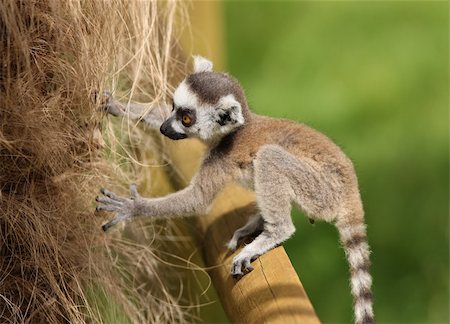 simsearch:400-04476202,k - Close up of a baby Ring-Tailed Lemur learning to climb Photographie de stock - Aubaine LD & Abonnement, Code: 400-06361610