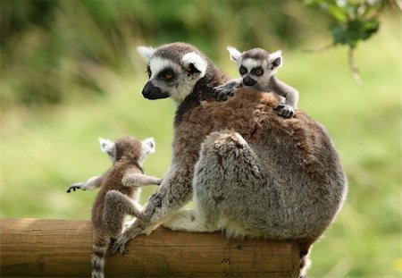 Close up of a mother Ring-Tailed Lemur and her babies Stock Photo - Budget Royalty-Free & Subscription, Code: 400-06361613