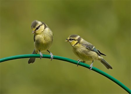 simsearch:400-07419381,k - Two fledgling Blue Tits on a curved perch. Stock Photo - Budget Royalty-Free & Subscription, Code: 400-06363874