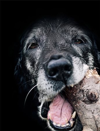 dog with ears - Animal background. Old labrador retriever is munching tree log. Stock Photo - Budget Royalty-Free & Subscription, Code: 400-06384384