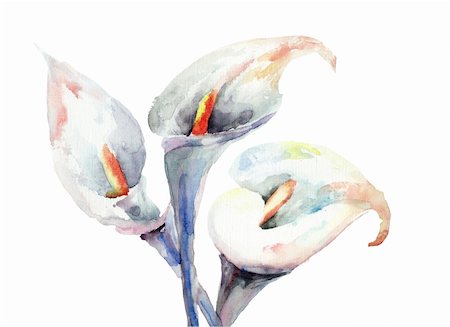 Fleurs de Lys Calla, illustration aquarelle Photographie de stock - Aubaine LD & Abonnement, Code: 400-06384706