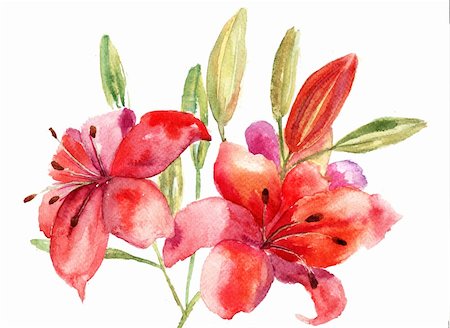 simsearch:400-06202782,k - Beautiful Lily flowers, watercolor illustration Stock Photo - Budget Royalty-Free & Subscription, Code: 400-06384725