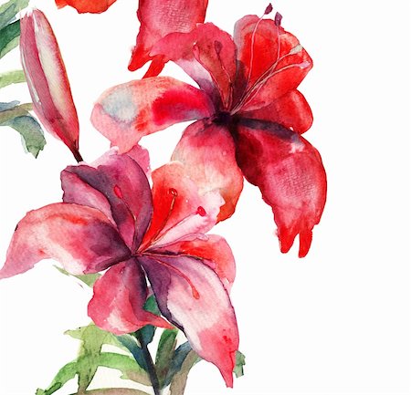 simsearch:400-06202782,k - Beautiful Lily flowers, watercolor illustration Stock Photo - Budget Royalty-Free & Subscription, Code: 400-06384734