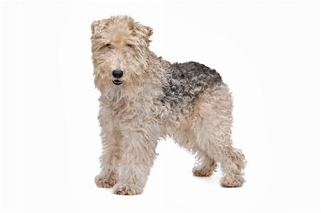 simsearch:400-05739781,k - Wire Fox Terrier vor einem weißen Hintergrund Stockbilder - Microstock & Abonnement, Bildnummer: 400-06384857
