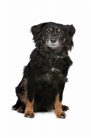 mixed breed dog in front of a white background Stock Photo - Budget Royalty-Free & Subscription, Code: 400-06384862