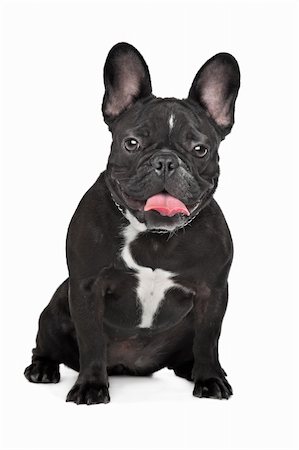 simsearch:400-05739781,k - Französische Bulldogge sitzt vor einem weißen Hintergrund Stockbilder - Microstock & Abonnement, Bildnummer: 400-06384874