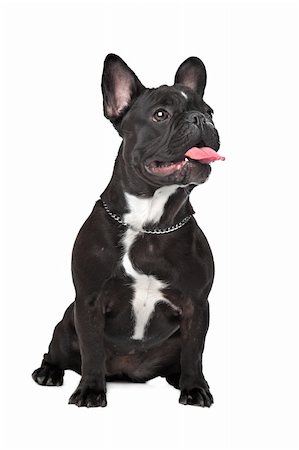 simsearch:400-05739781,k - Französische Bulldogge sitzt vor einem weißen Hintergrund Stockbilder - Microstock & Abonnement, Bildnummer: 400-06384875