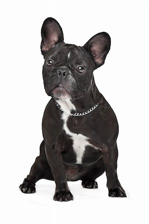 simsearch:400-05739781,k - Französische Bulldogge sitzt vor einem weißen Hintergrund Stockbilder - Microstock & Abonnement, Bildnummer: 400-06384876