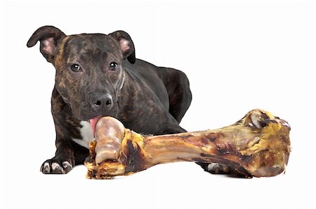 staffordshire - American Staffordshire Terrier mit einem großen Knochen vor einem weißen Hintergrund Stockbilder - Microstock & Abonnement, Bildnummer: 400-06384872