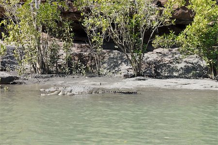 A salt water crocodile (crocodlia porosus) basking on a mud flat in a mangrove area in north west Australia Foto de stock - Super Valor sin royalties y Suscripción, Código: 400-06385488