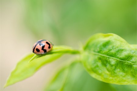 simsearch:400-06138663,k - ladybug macro in the green nature or in the garden Stock Photo - Budget Royalty-Free & Subscription, Code: 400-06386511