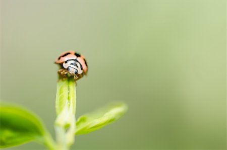 simsearch:400-06138663,k - ladybug macro in the green nature or in the garden Stock Photo - Budget Royalty-Free & Subscription, Code: 400-06386512