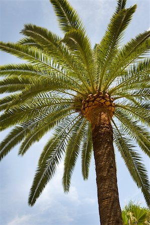 palm tree trunk - palm tree from below with blue sky Stock Photo - Budget Royalty-Free & Subscription, Code: 400-06387328