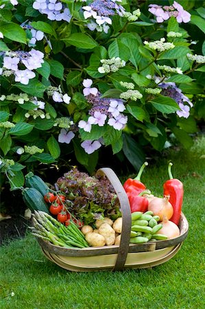 freshly harvested home grown vegetables in a wooden trug Stock Photo - Budget Royalty-Free & Subscription, Code: 400-06387409