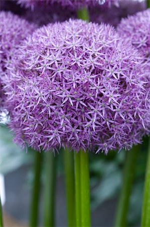 allium flowerhead pinball wizard Stock Photo - Budget Royalty-Free & Subscription, Code: 400-06387403