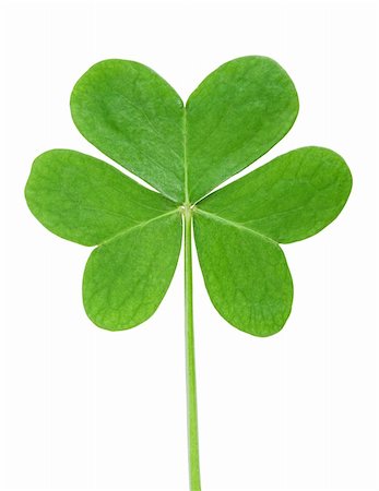 simsearch:400-07303639,k - symbole trèfle vert d'une journée de la Saint-Patrick isolée sur fond blanc Photographie de stock - Aubaine LD & Abonnement, Code: 400-06387583