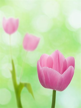 simsearch:400-05069521,k - Printemps fleur fleurs tulipes sur fond naturel.Mise au point peu profonde Photographie de stock - Aubaine LD & Abonnement, Code: 400-06387886