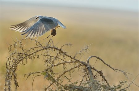 Black-shouldered Kite catching the mouse flying Stock Photo - Budget Royalty-Free & Subscription, Code: 400-06388051